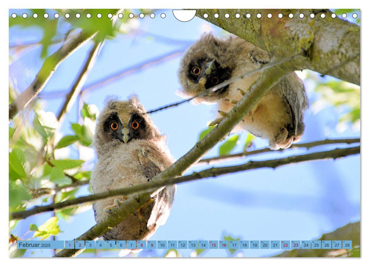 Bild: 9783435110957 | Eulenkinder - Kleine Waldohreulen entdecken die Welt (Wandkalender...