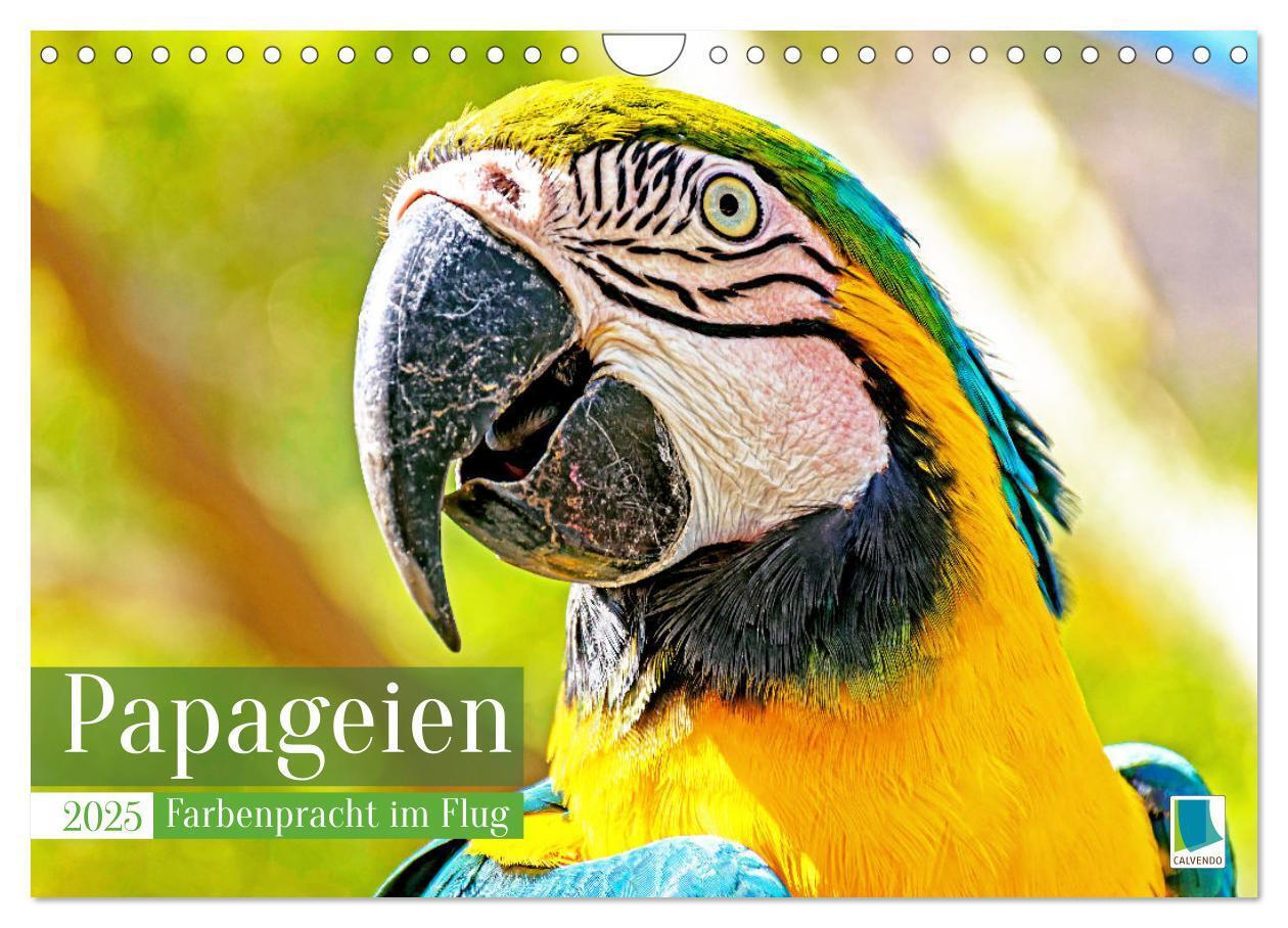 Cover: 9783383777967 | Papageien: Farbenpracht im Flug (Wandkalender 2025 DIN A4 quer),...