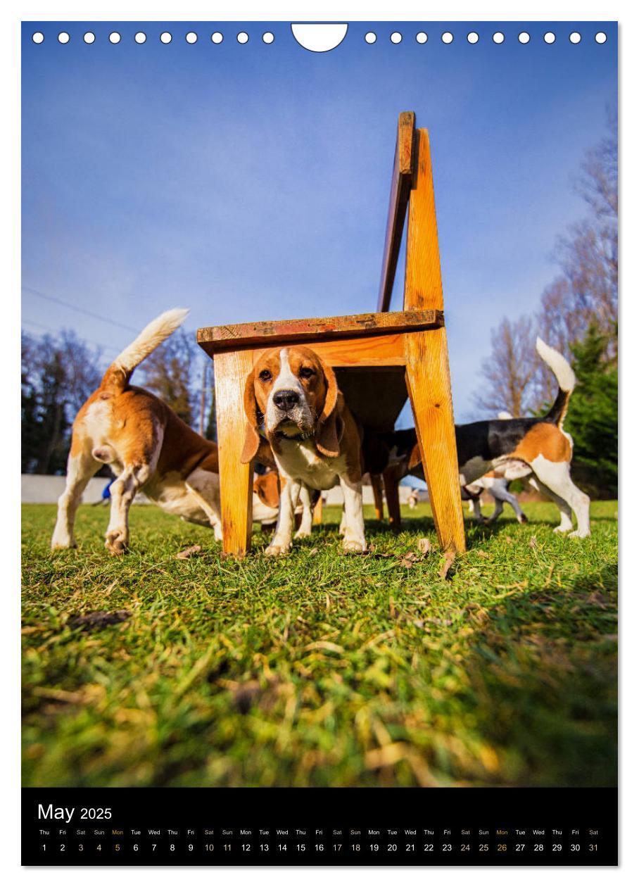 Bild: 9781325973002 | Beagles in action (Wall Calendar 2025 DIN A4 portrait), CALVENDO 12...