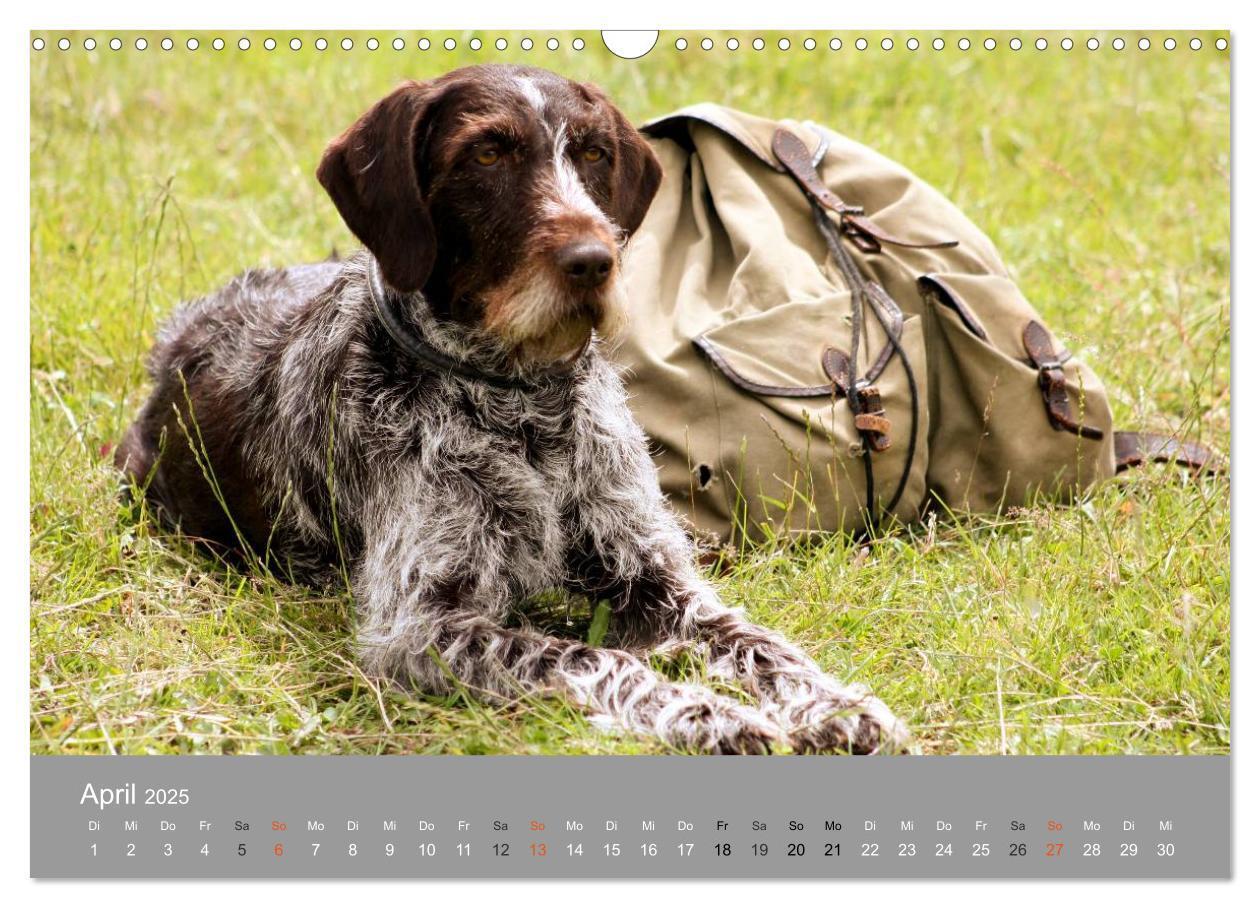 Bild: 9783435643622 | Graue Schnuten - Hunde in den besten Jahren (Wandkalender 2025 DIN...