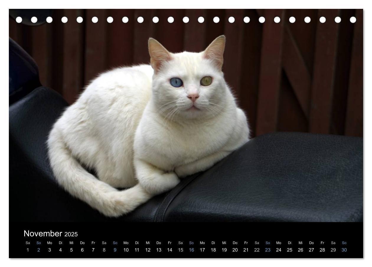 Bild: 9783435677405 | Katzensprung (Tischkalender 2025 DIN A5 quer), CALVENDO Monatskalender