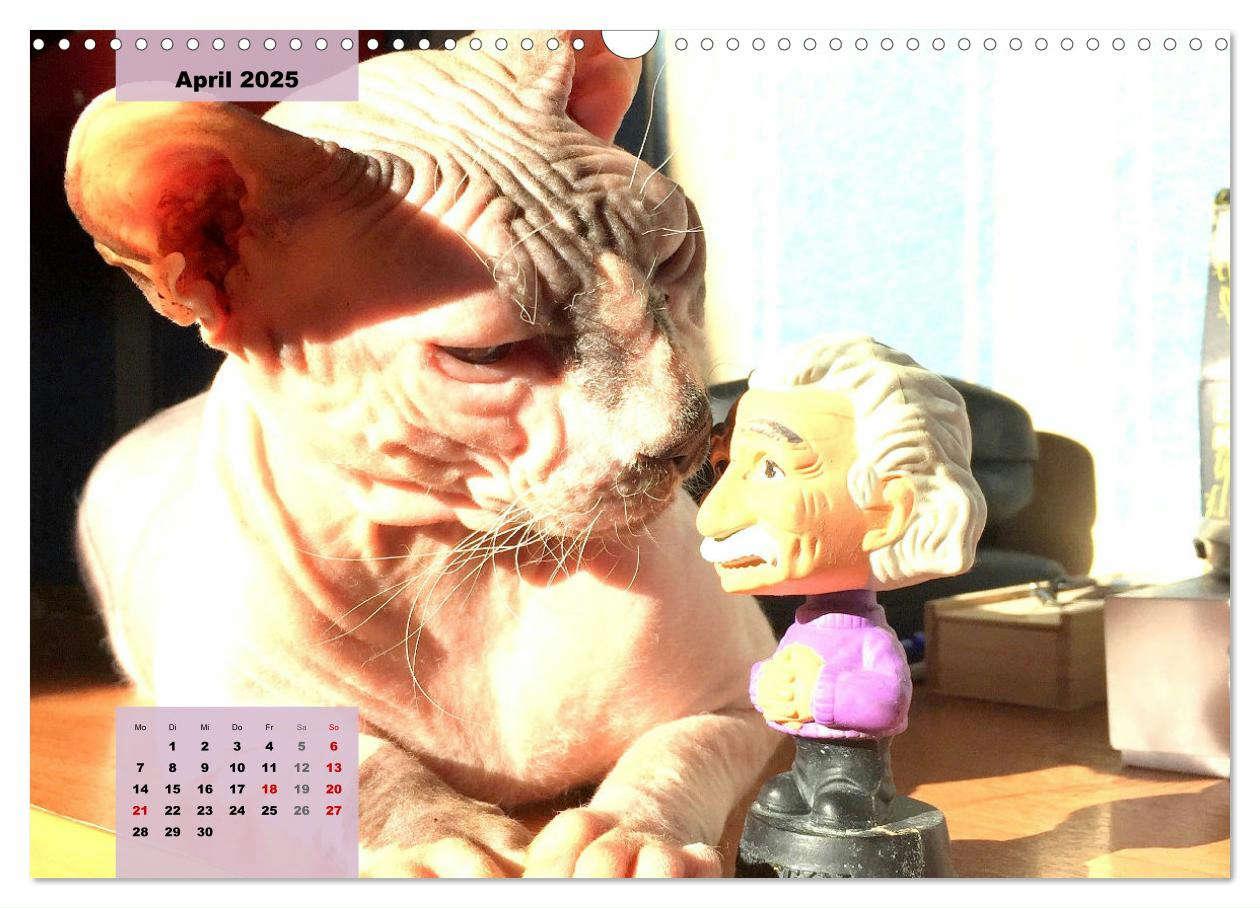 Bild: 9783435050086 | Sphinx. Grazile und anmutige Nacktkatzen (Wandkalender 2025 DIN A3...