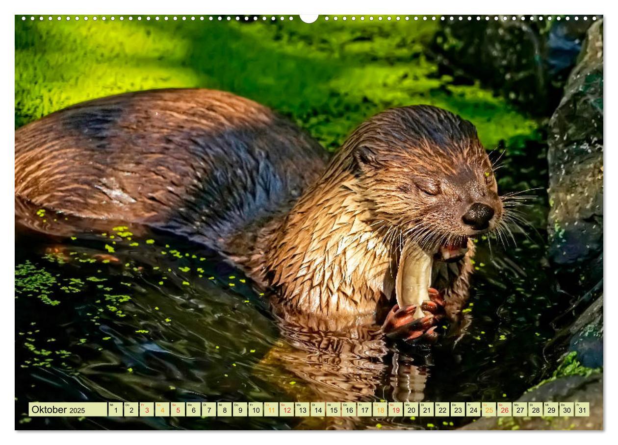 Bild: 9783435376353 | Fischotter - putzige Kerlchen und elegante Schwimmer (Wandkalender...