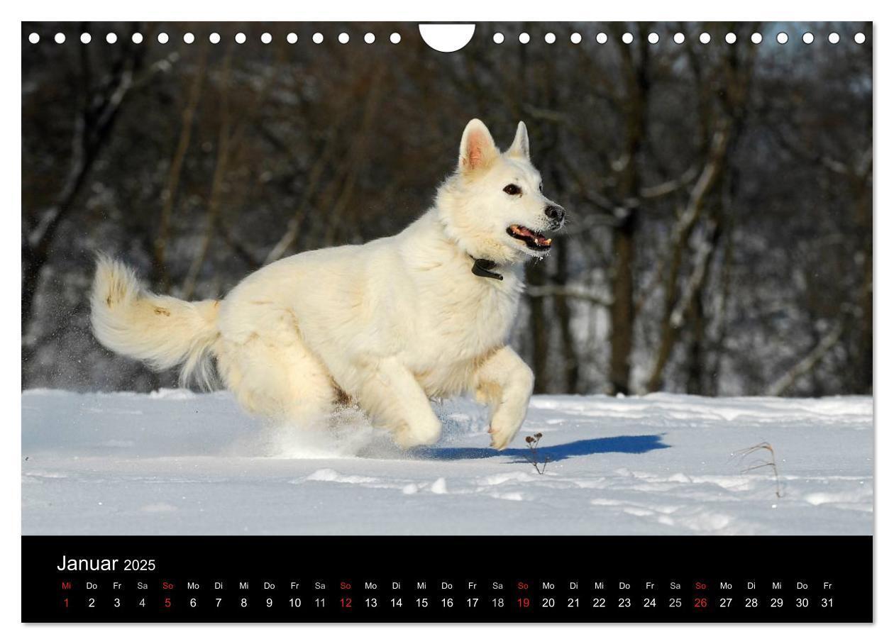 Bild: 9783435765928 | Weißer Schweizer Schäferhund (Wandkalender 2025 DIN A4 quer),...