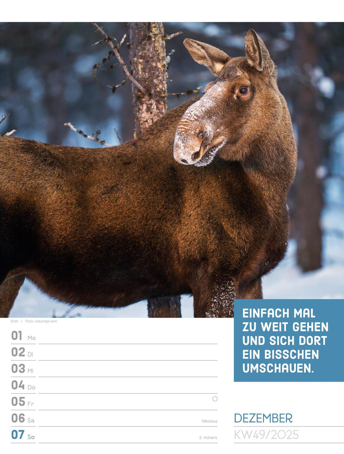 Bild: 9783838425962 | Tierisch! Sprüchekalender - Wochenplaner Kalender 2025 | Kunstverlag