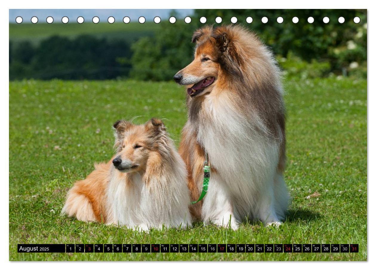 Bild: 9783435568147 | Collie - Mein bester Freund (Tischkalender 2025 DIN A5 quer),...