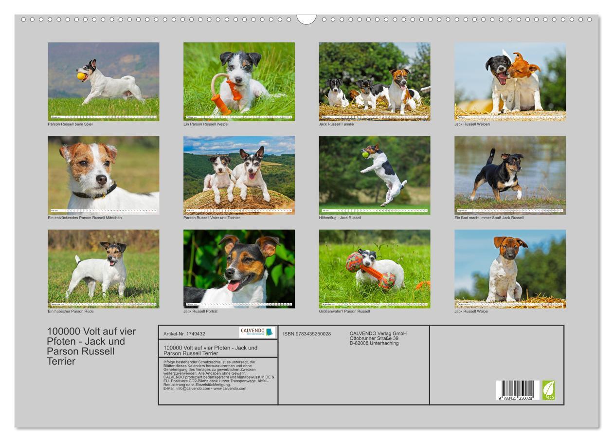 Bild: 9783435250028 | 100000 Volt auf vier Pfoten - Jack und Parson Russell Terrier...