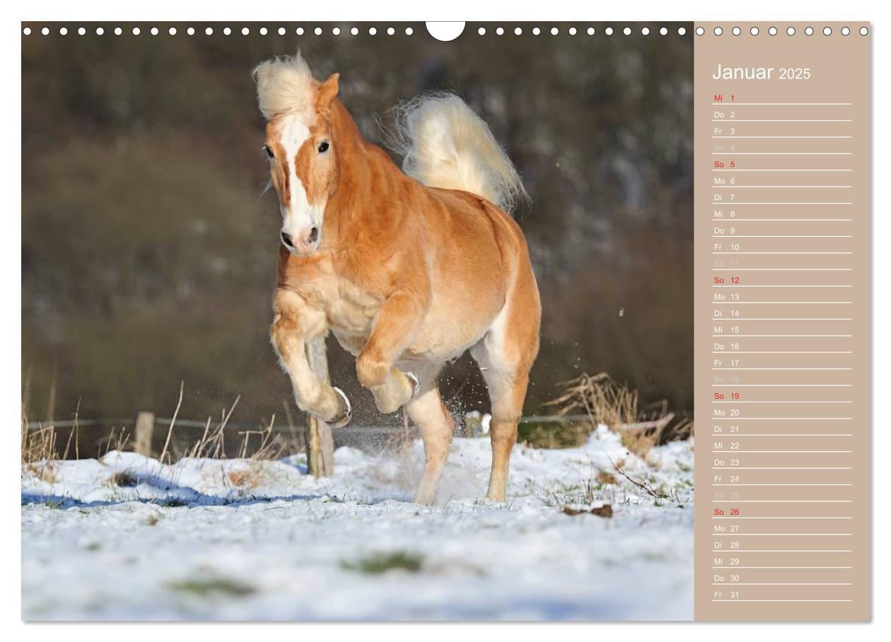 Bild: 9783435742905 | Haflinger / Geburtstagskalender (Wandkalender 2025 DIN A3 quer),...