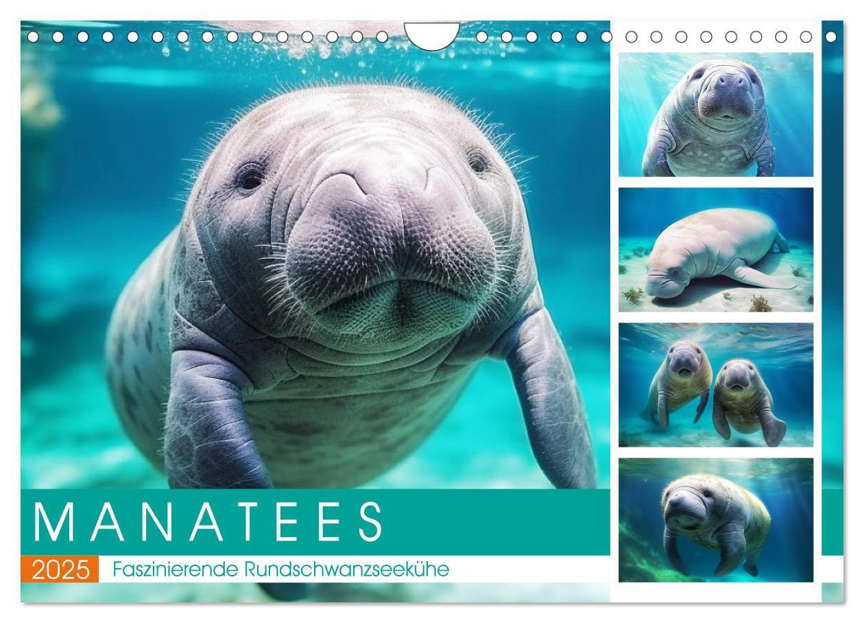 Cover: 9783383858857 | Manatees. Faszinierende Rundschwanzseekühe (Wandkalender 2025 DIN...