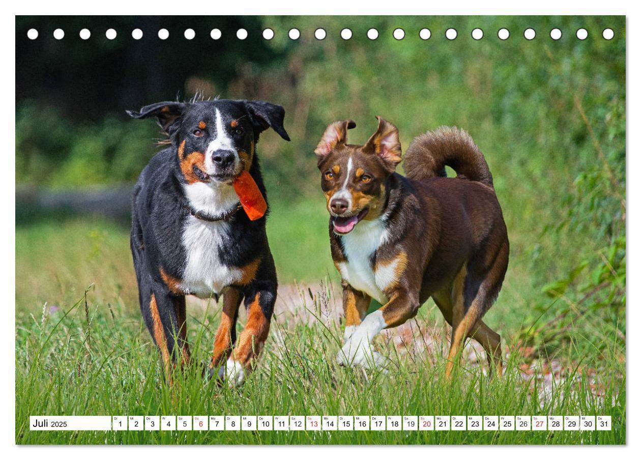 Bild: 9783435112043 | Appenzeller Sennenhund - Ein Schweizer auf 4 Pfoten (Tischkalender...