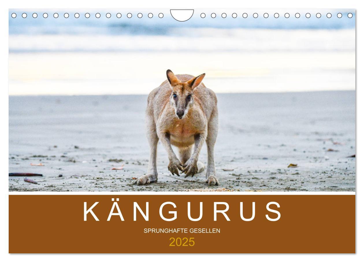 Cover: 9783435189670 | Kängurus, sprunghafte Gesellen (Wandkalender 2025 DIN A4 quer),...