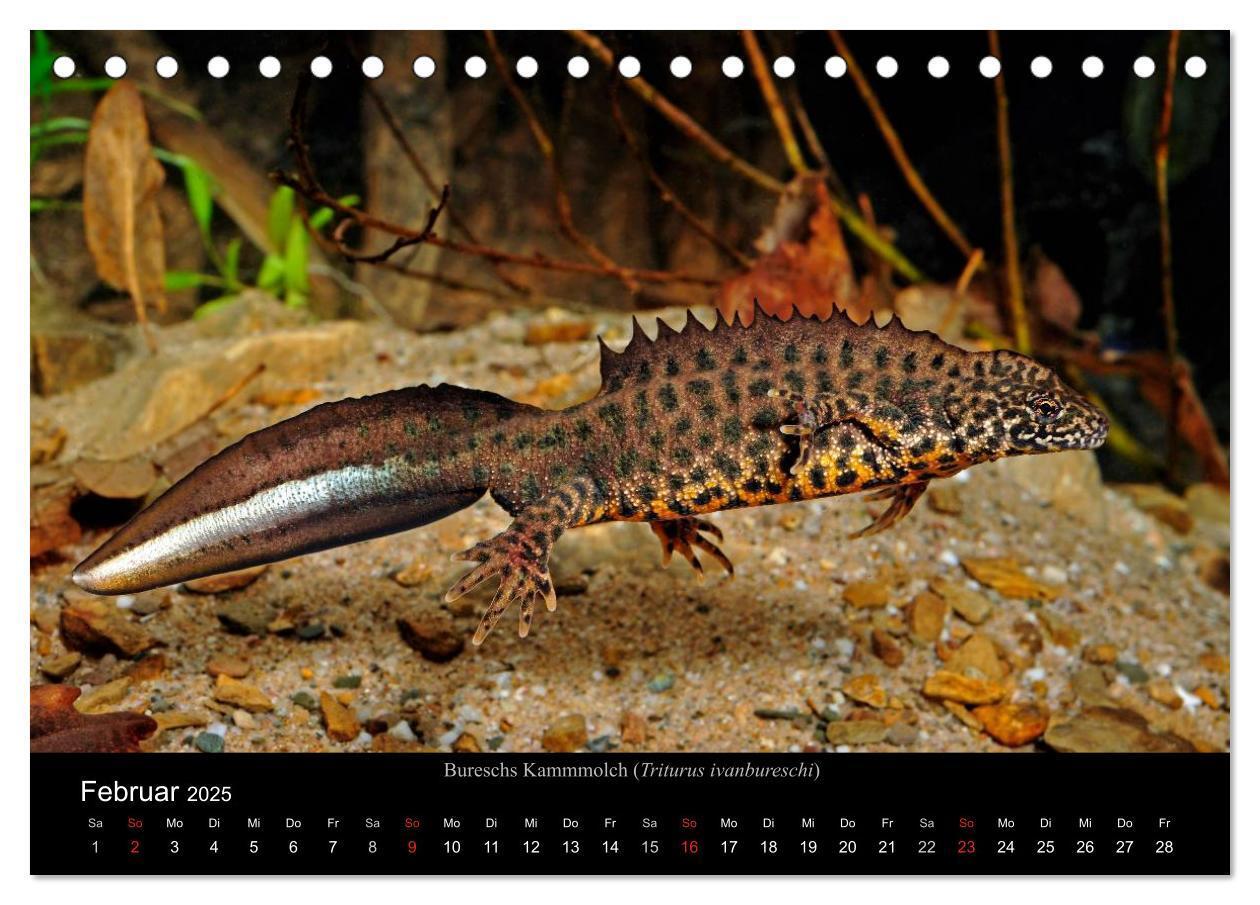 Bild: 9783435771431 | Salamander und Molche (Tischkalender 2025 DIN A5 quer), CALVENDO...