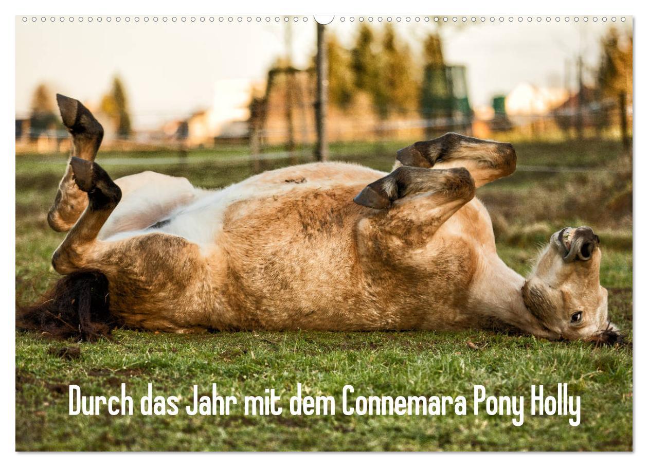 Cover: 9783435171699 | Durch das Jahr mit dem Connemara Pony Holly (Wandkalender 2025 DIN...