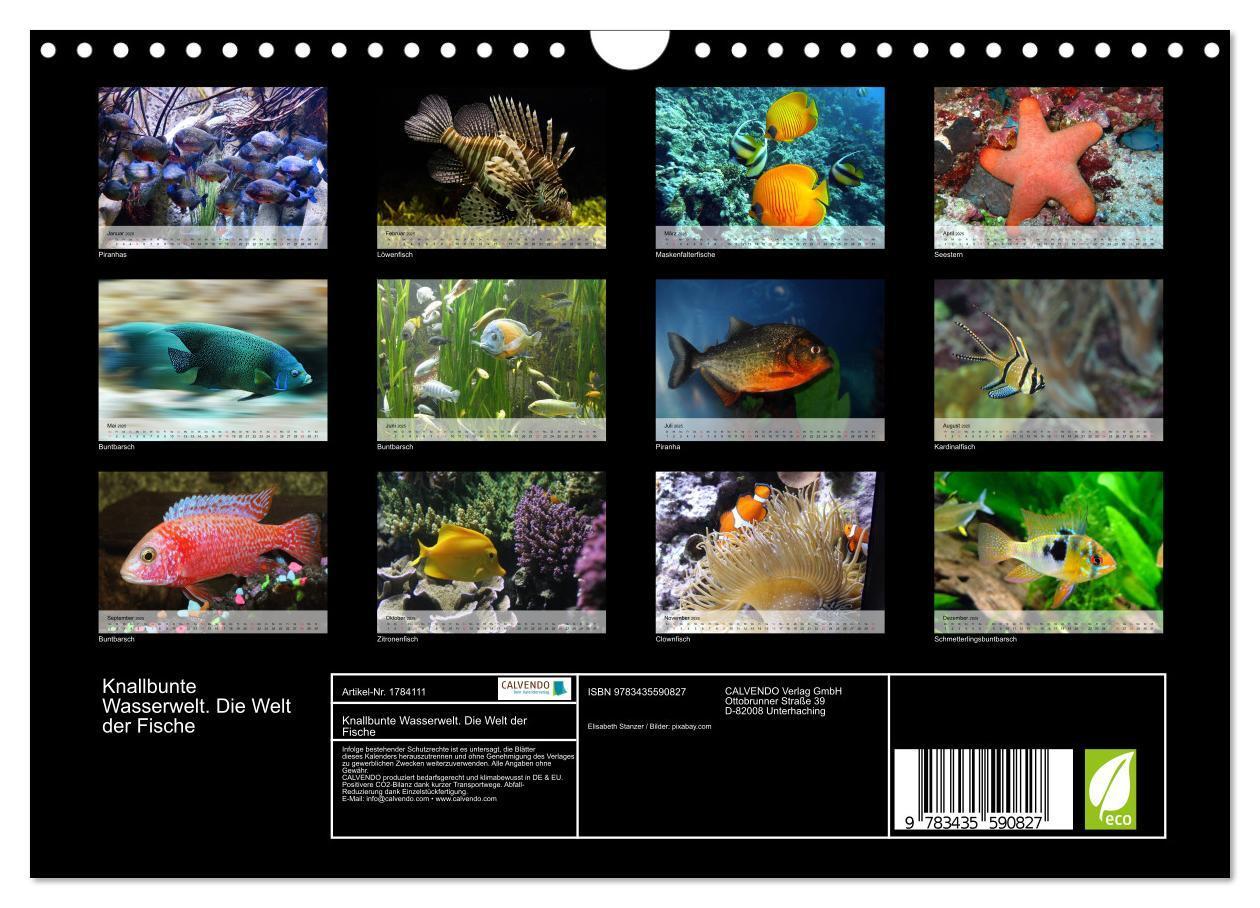 Bild: 9783435590827 | Knallbunte Wasserwelt. Die Welt der Fische (Wandkalender 2025 DIN...