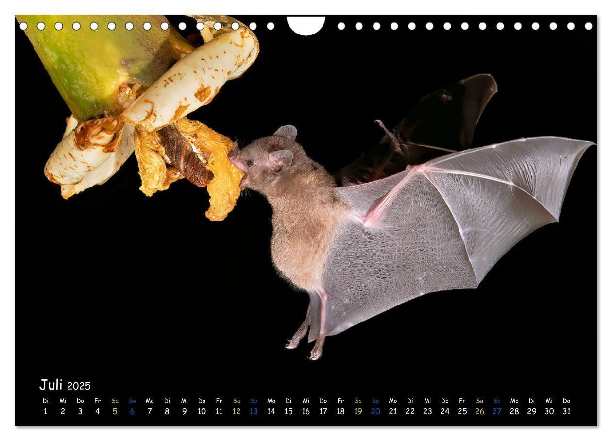 Bild: 9783457184219 | Fledermäuse - kleine Vampire (Wandkalender 2025 DIN A4 quer),...