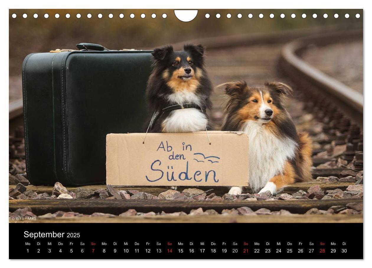 Bild: 9783435606795 | Wir lieben Shelties (Wandkalender 2025 DIN A4 quer), CALVENDO...