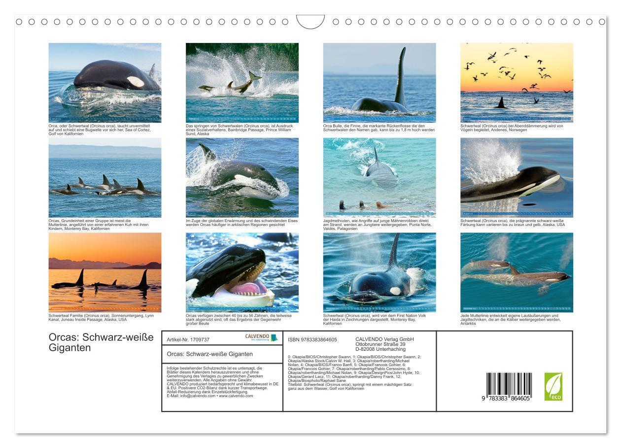 Bild: 9783383864605 | Orcas: Schwarz-weiße Giganten (Wandkalender 2025 DIN A3 quer),...