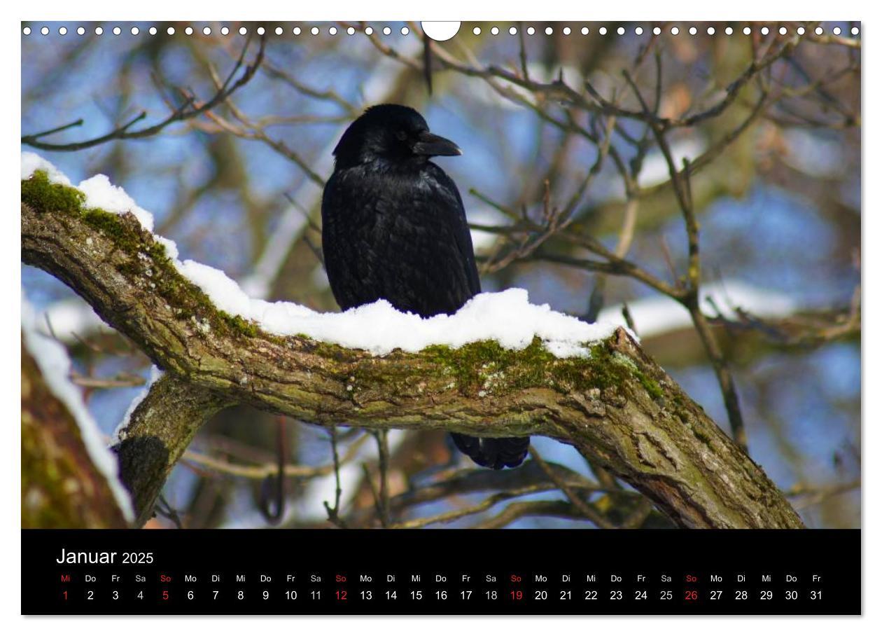 Bild: 9783435811373 | Das Leben der Rabenvögel (Wandkalender 2025 DIN A3 quer), CALVENDO...