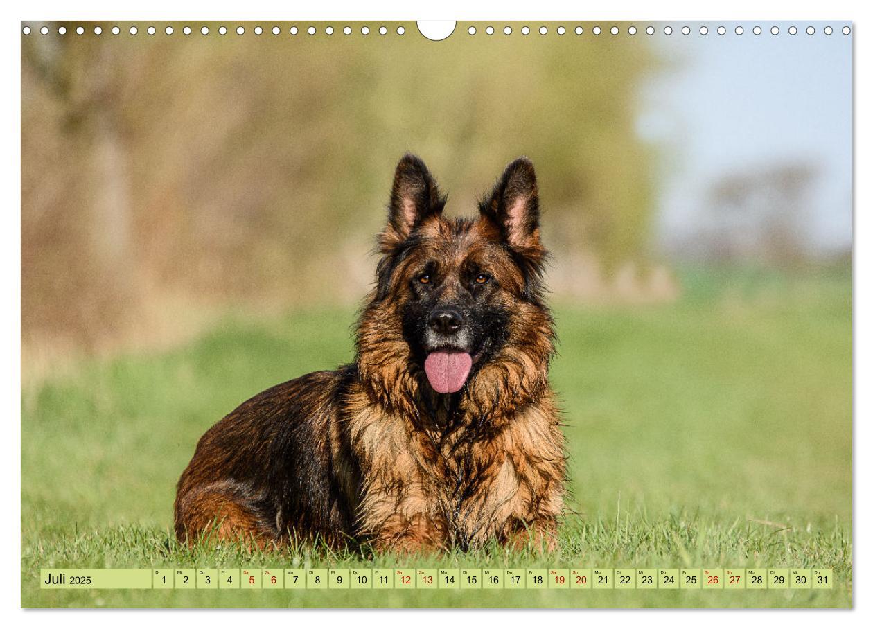 Bild: 9783383895890 | Altdeutsche Schäferhunde - Traumhafte Schäferhunde Langstockhaar...