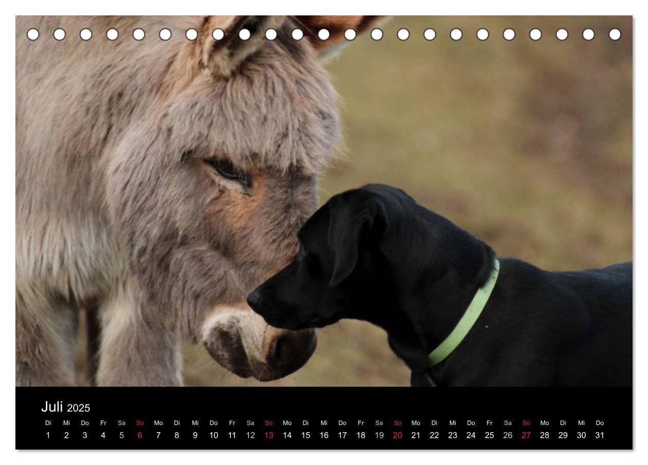 Bild: 9783435661275 | Der schwarze Hund und seine Freunde (Tischkalender 2025 DIN A5...