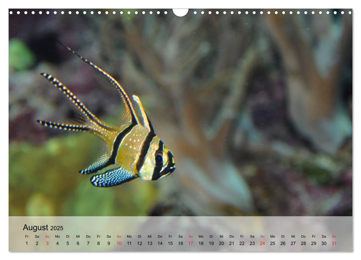 Bild: 9783435590445 | Knallbunte Wasserwelt. Die Welt der Fische (Wandkalender 2025 DIN...