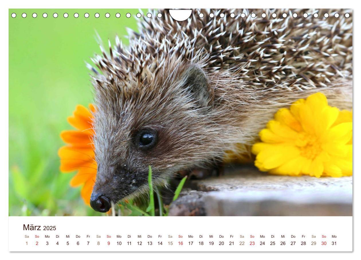 Bild: 9783435473052 | Igel 2025. Tierische Impressionen (Wandkalender 2025 DIN A4 quer),...