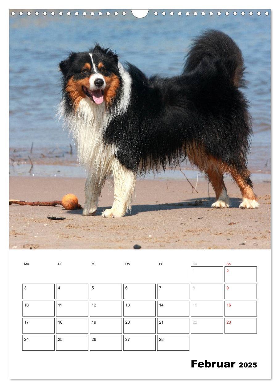 Bild: 9783457080207 | Australian Shepherd (Wandkalender 2025 DIN A3 hoch), CALVENDO...