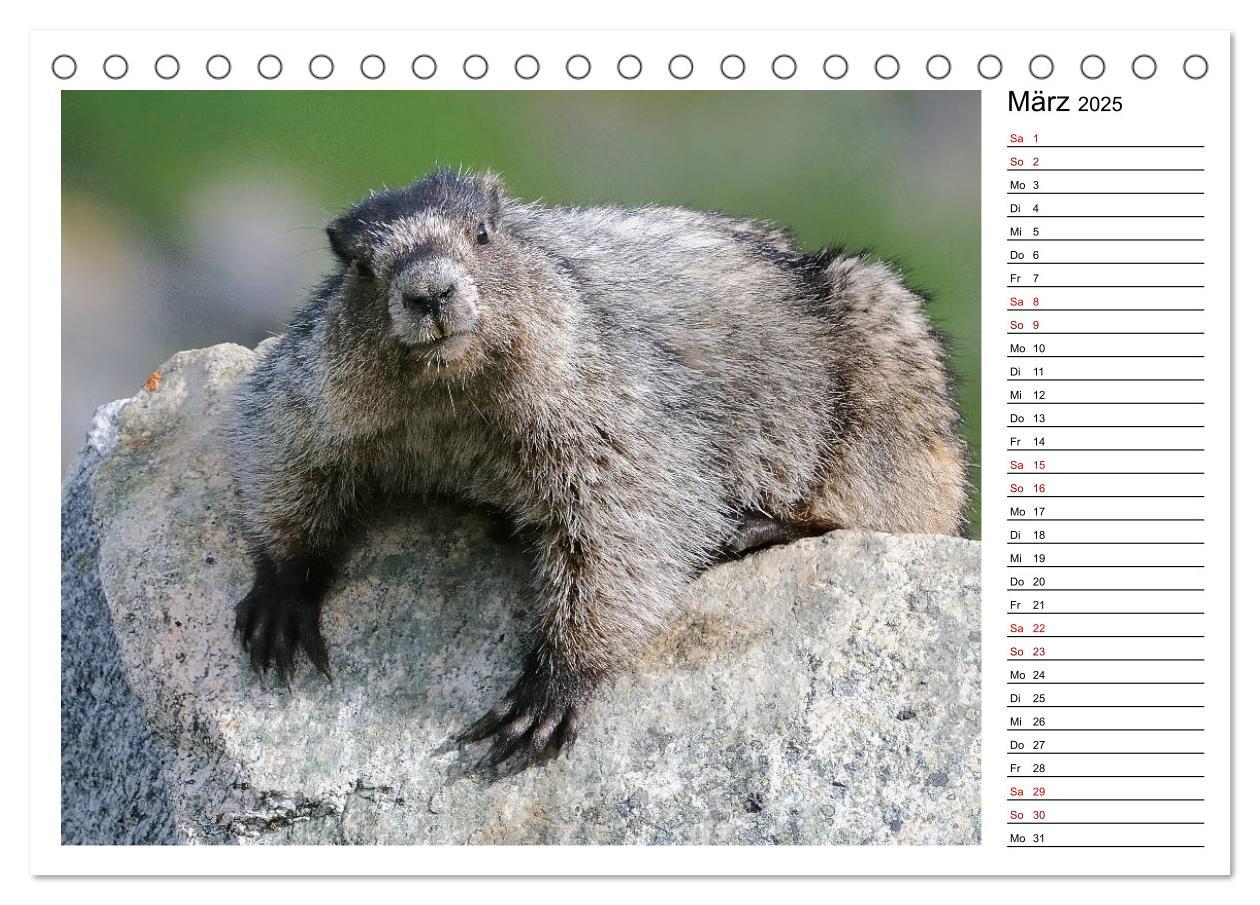 Bild: 9783435396306 | Murmeltiere in Nordamerika (Tischkalender 2025 DIN A5 quer),...