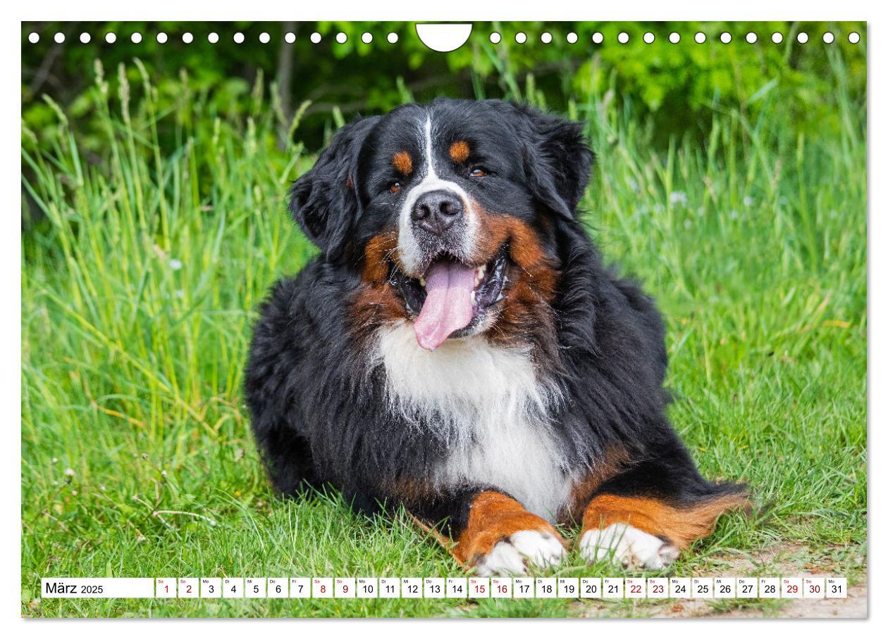 Bild: 9783383925252 | Berner Sennenhund - Eine Liebe für´s Leben (Wandkalender 2025 DIN...