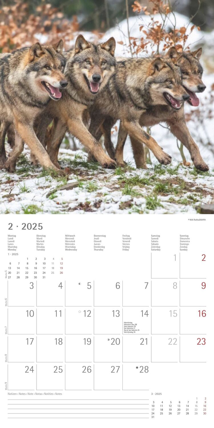 Bild: 4251732340711 | Wölfe 2025 - Broschürenkalender 30x30 cm (30x60 geöffnet) -...