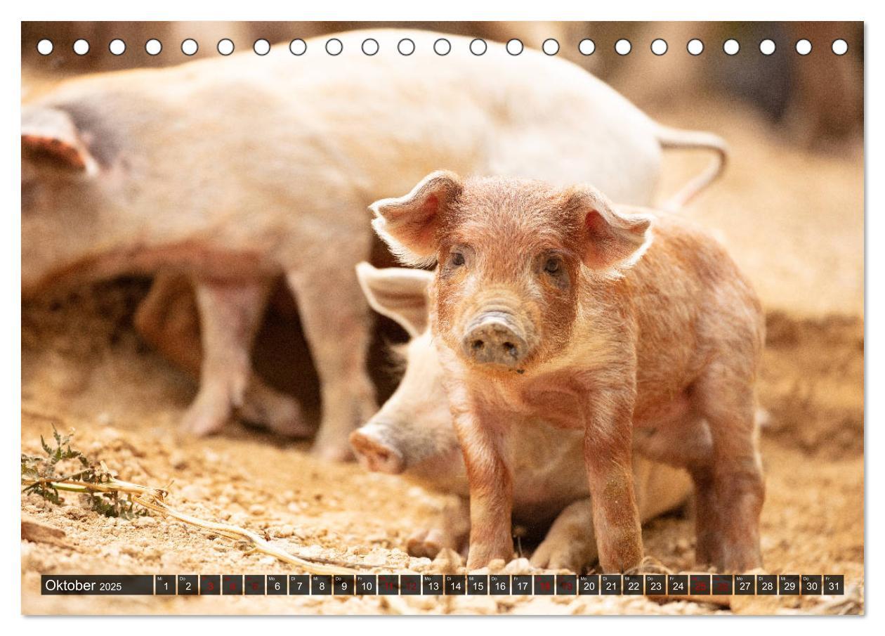 Bild: 9783435260546 | Korsika - süße, wilde Schweinchen (Tischkalender 2025 DIN A5 quer),...