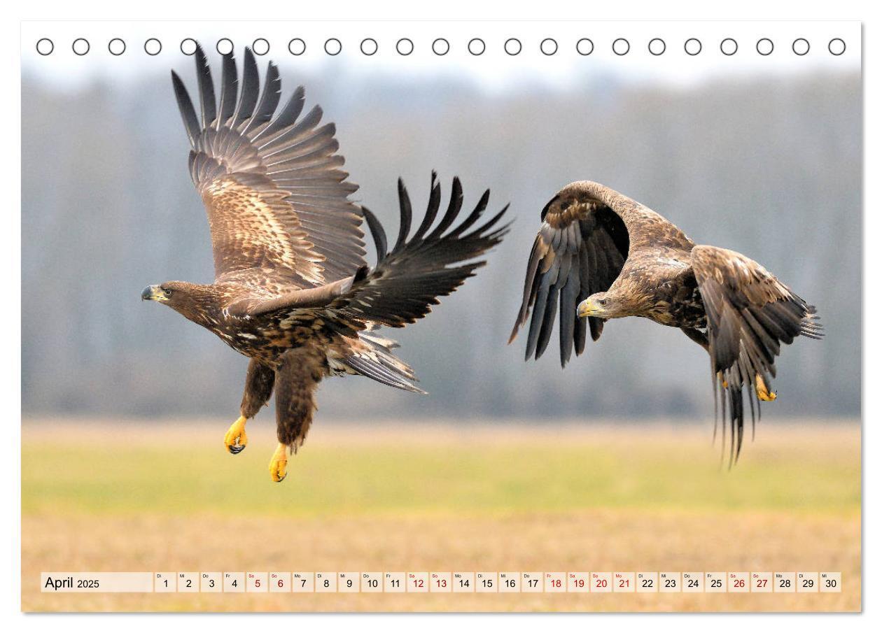 Bild: 9783435229680 | Majestätische Seeadler (Tischkalender 2025 DIN A5 quer), CALVENDO...