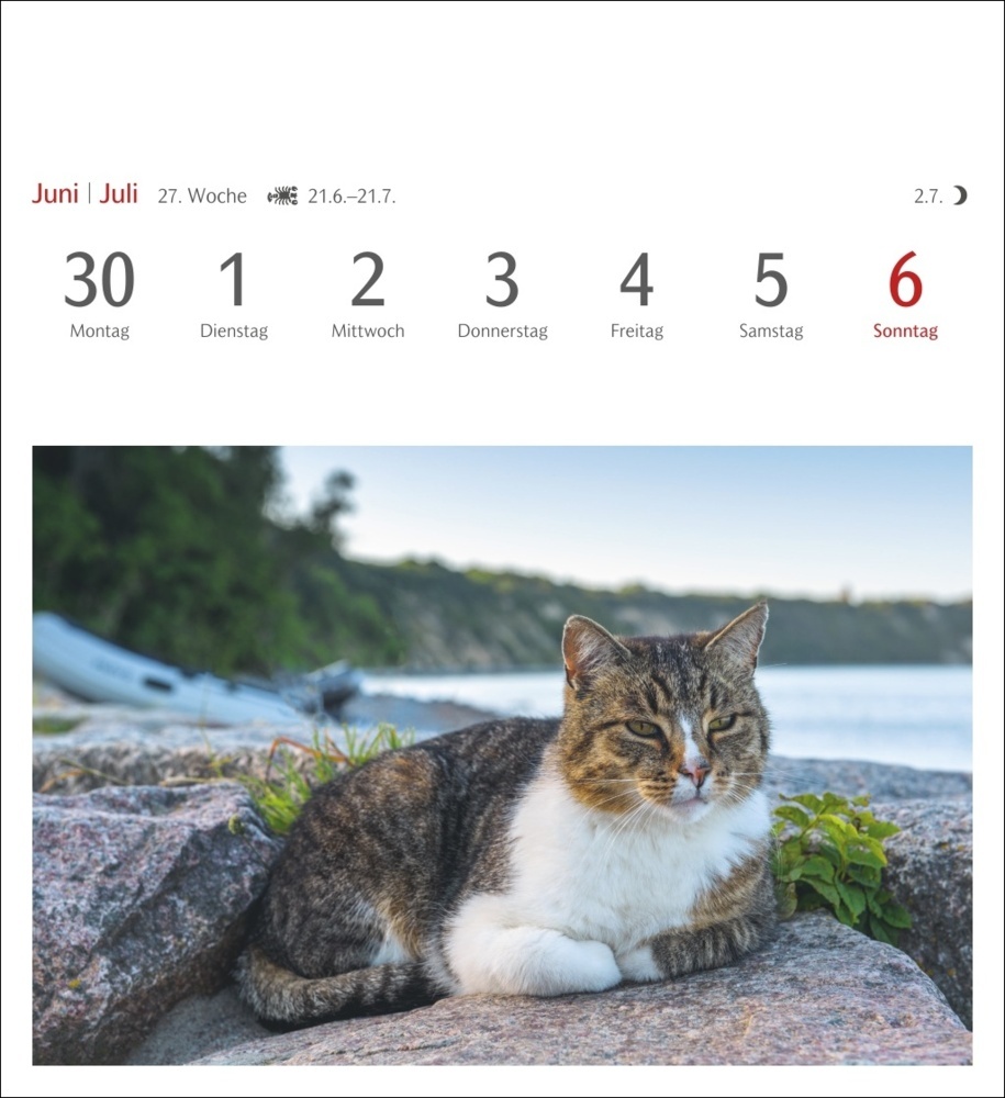 Bild: 9783840033490 | Katzen Postkartenkalender 2025 - Wochenkalender mit 53 Postkarten