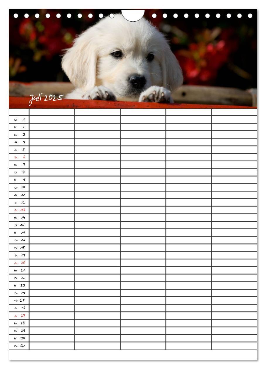 Bild: 9783457088562 | Familienplaner: Golden Retriever Welpen (Wandkalender 2025 DIN A4...