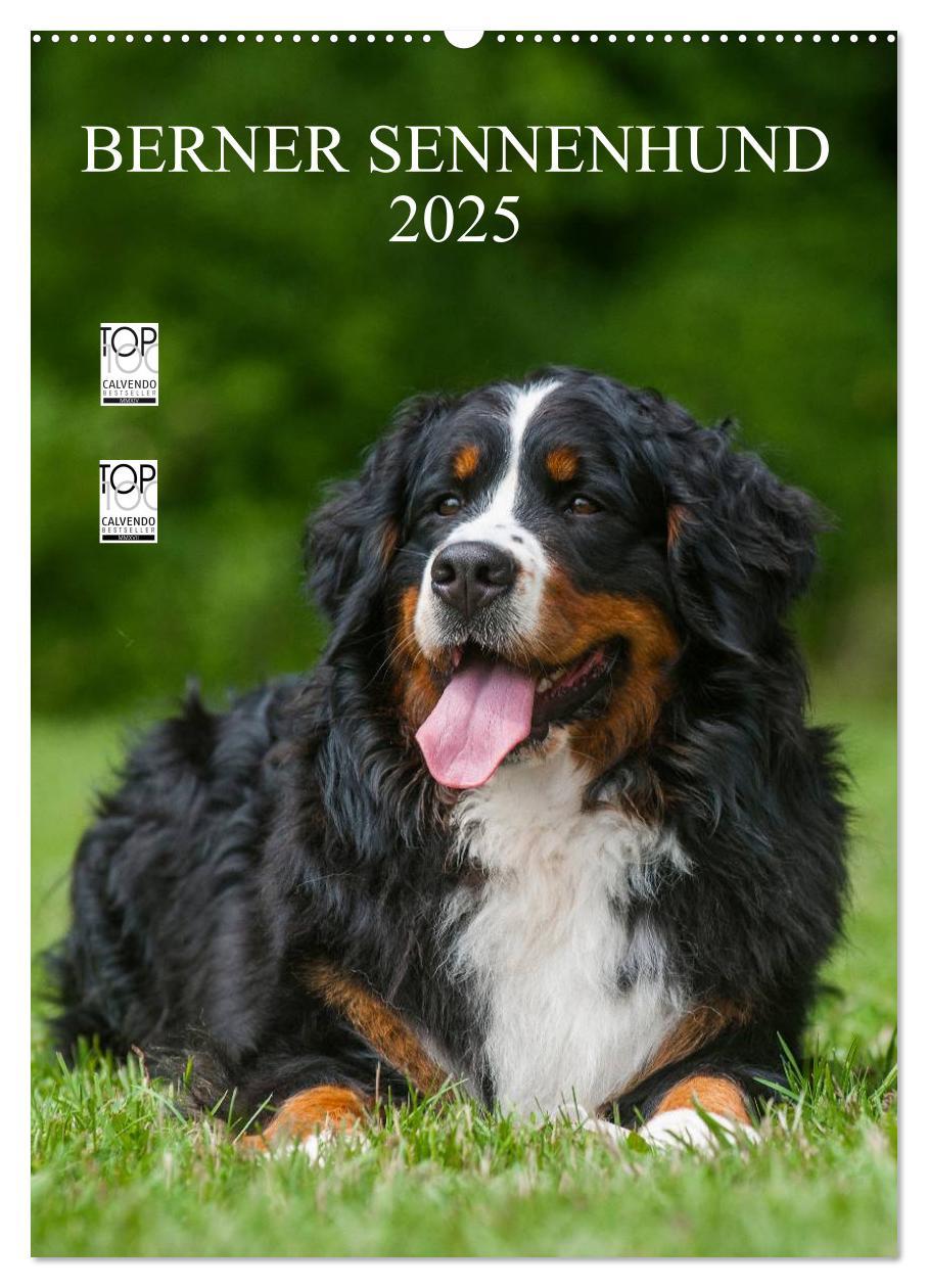 Cover: 9783457068830 | Berner Sennenhund 2025 (Wandkalender 2025 DIN A2 hoch), CALVENDO...