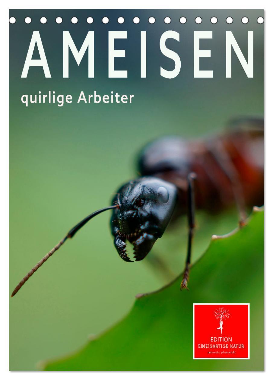 Cover: 9783435906291 | Ameisen quirlige Arbeiter (Tischkalender 2025 DIN A5 hoch),...