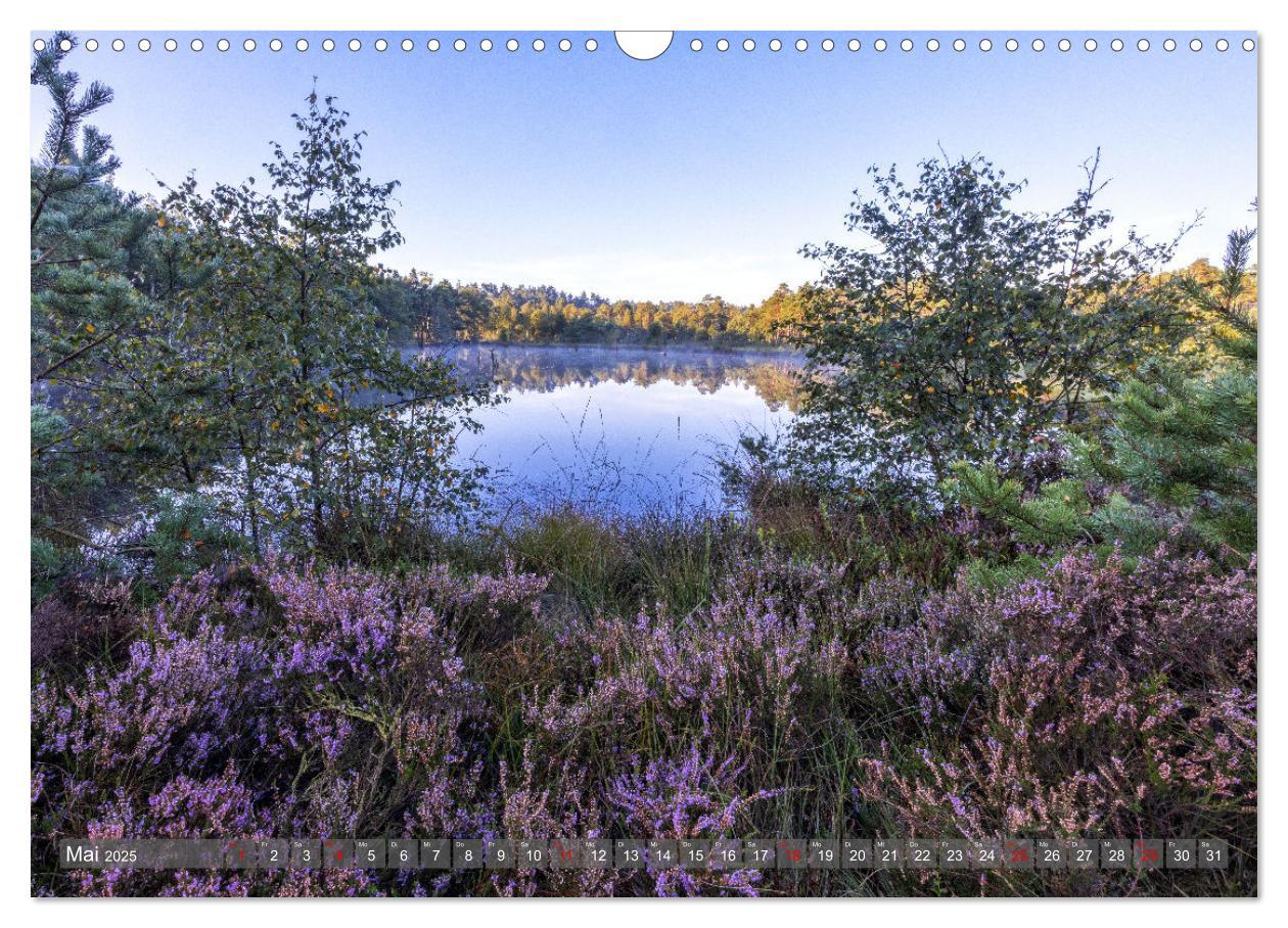 Bild: 9783383851728 | Die Lüneburger Heide - In voller Blüte (Wandkalender 2025 DIN A3...