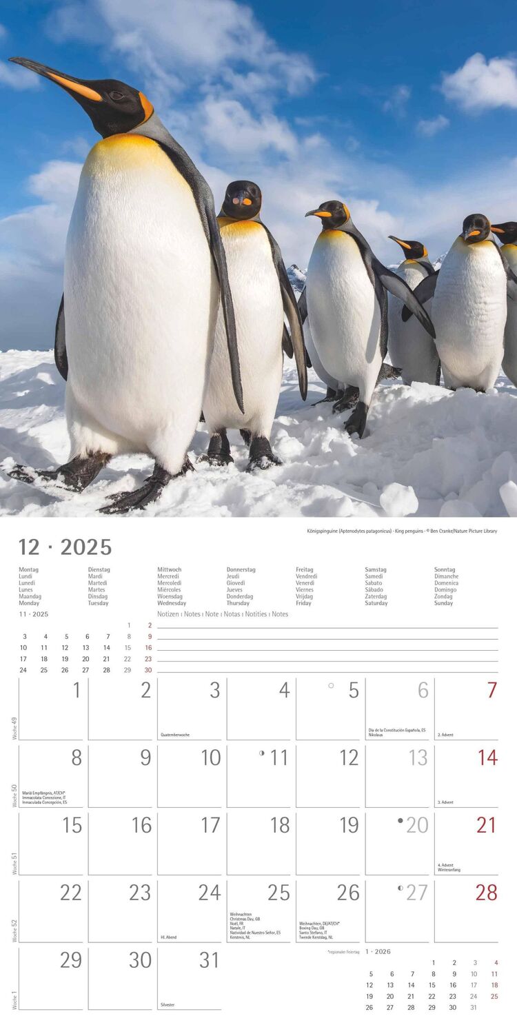 Bild: 4251732343101 | Pinguine 2025 - Broschürenkalender 30x30 cm (30x60 geöffnet) -...