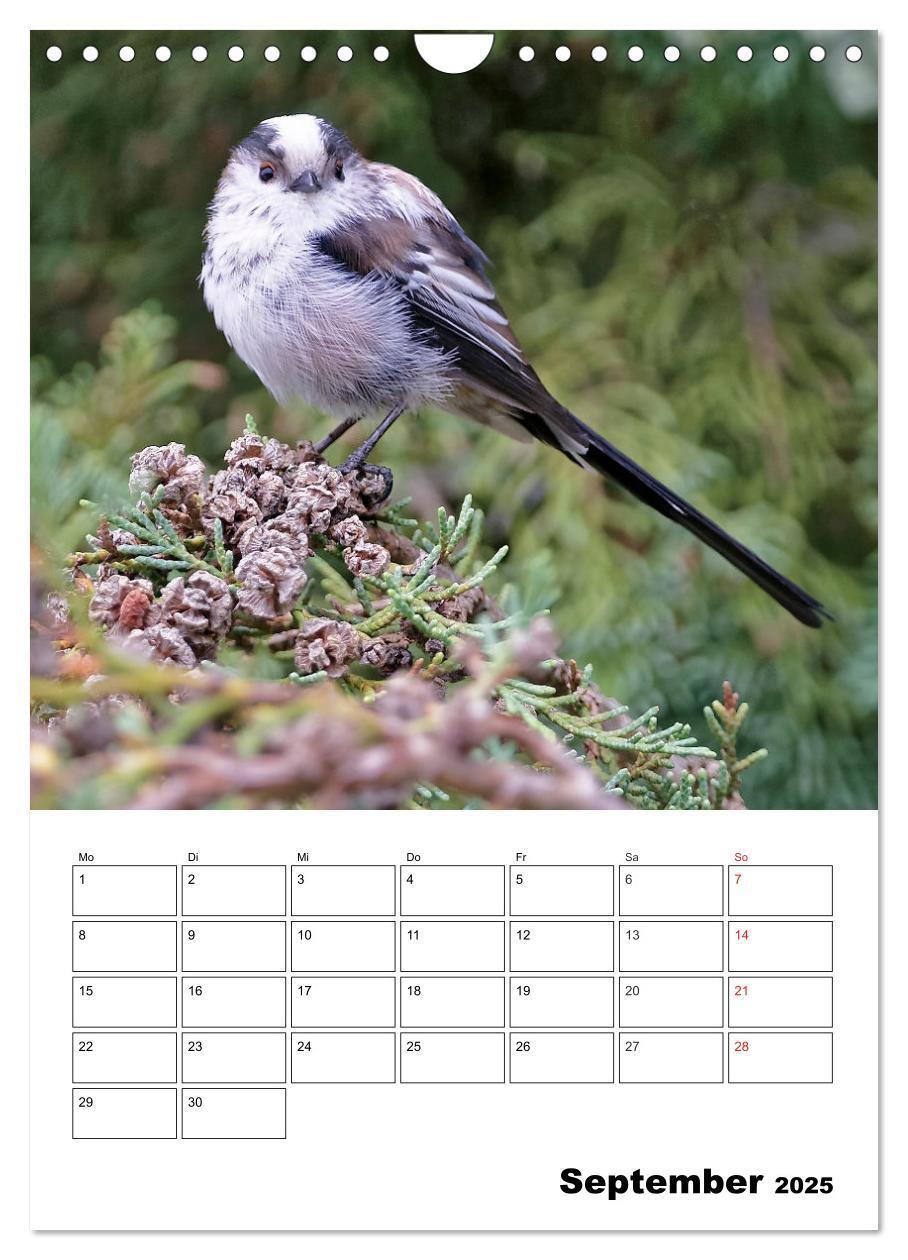 Bild: 9783457024195 | Bezaubernde Vögel im heimischen Garten (Wandkalender 2025 DIN A4...