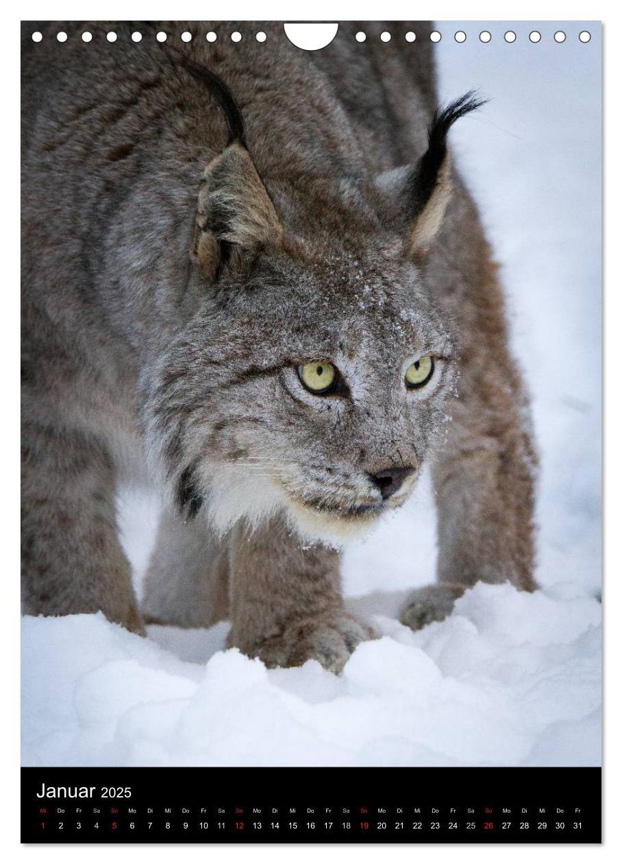 Bild: 9783457007570 | Der Luchs - Europas größte Samtpfote (Wandkalender 2025 DIN A4...