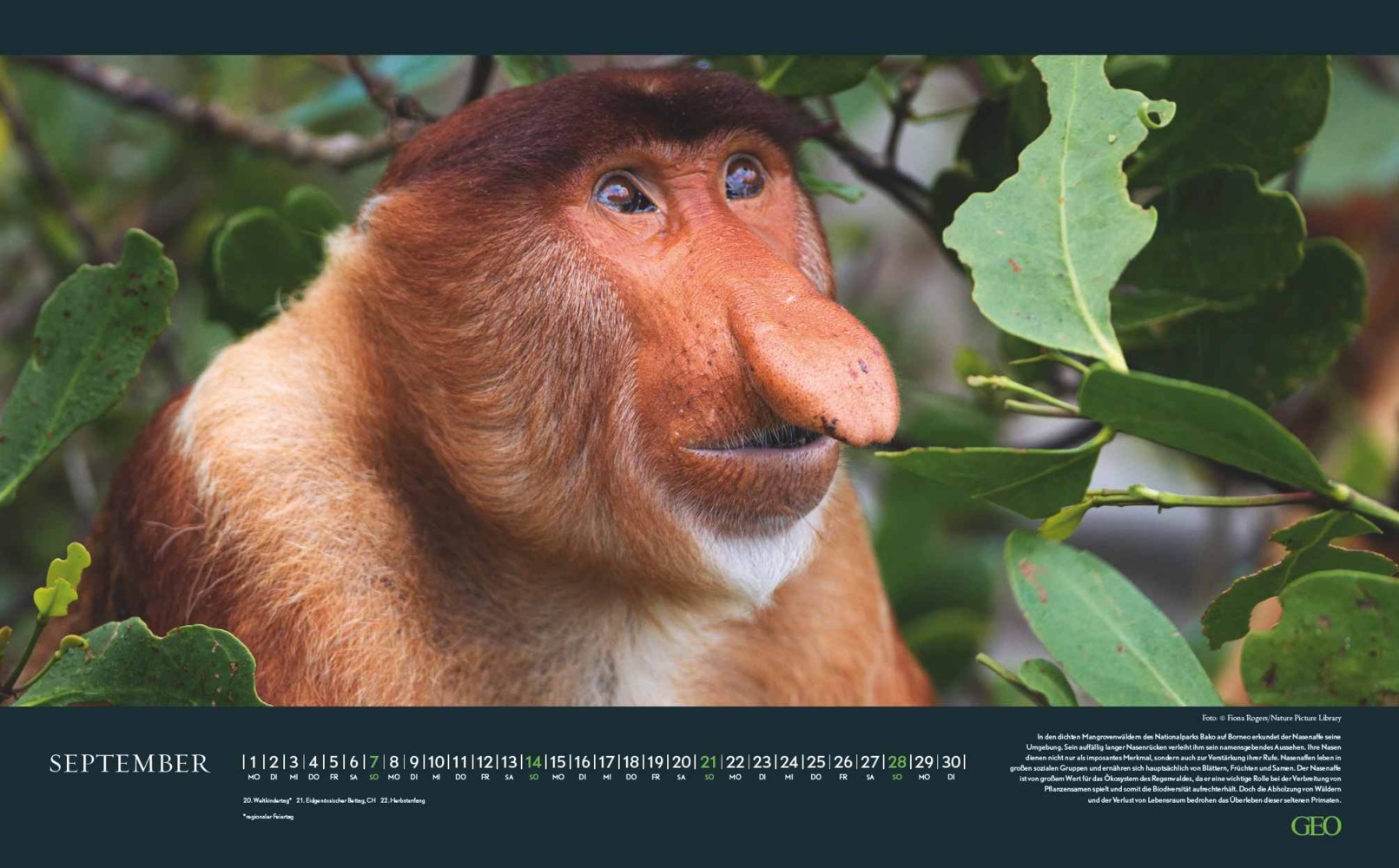 Bild: 4002725988645 | GEO - Bedrohte Tierwelt 2025 Wandkalender, 58x36cm, Posterkalender...