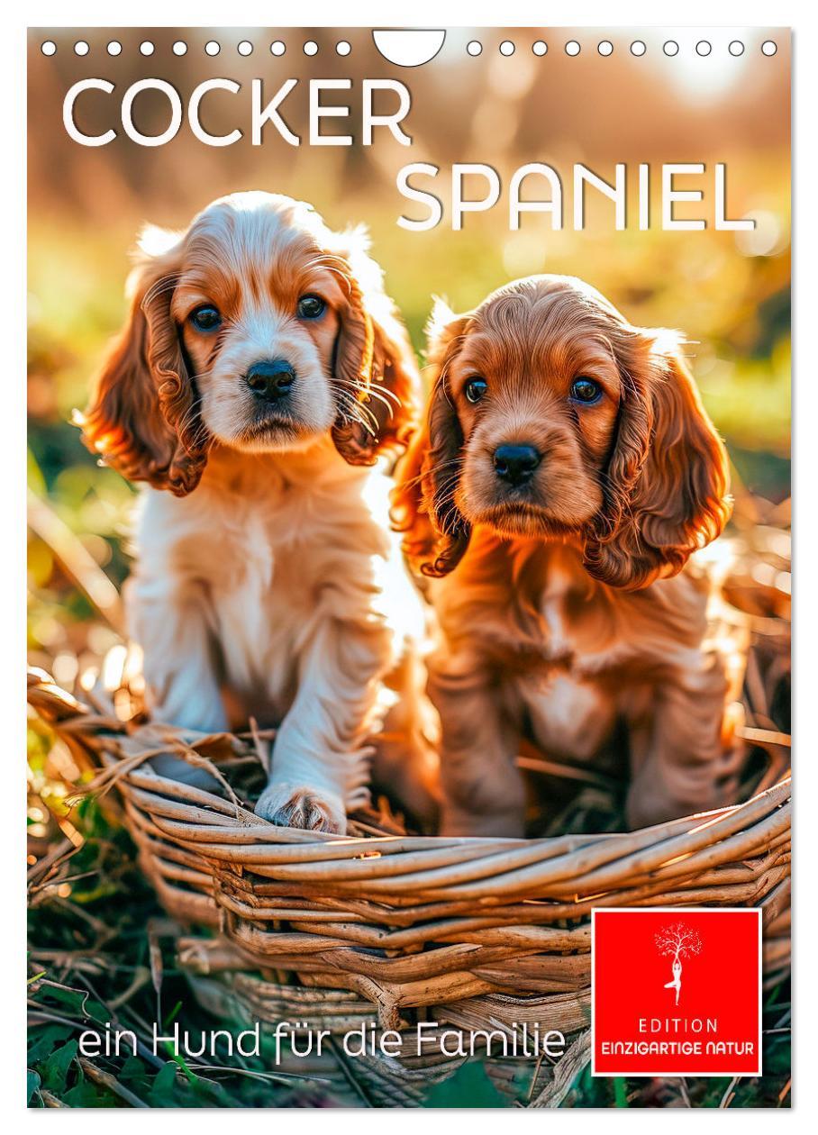 Cover: 9783383765322 | Cocker Spaniel - ein Hund für die Familie (Wandkalender 2025 DIN A4...