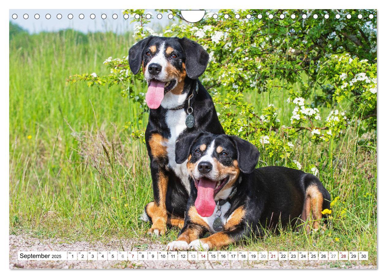 Bild: 9783435313518 | Mein bester Freund - Entlebucher Sennenhund (Wandkalender 2025 DIN...