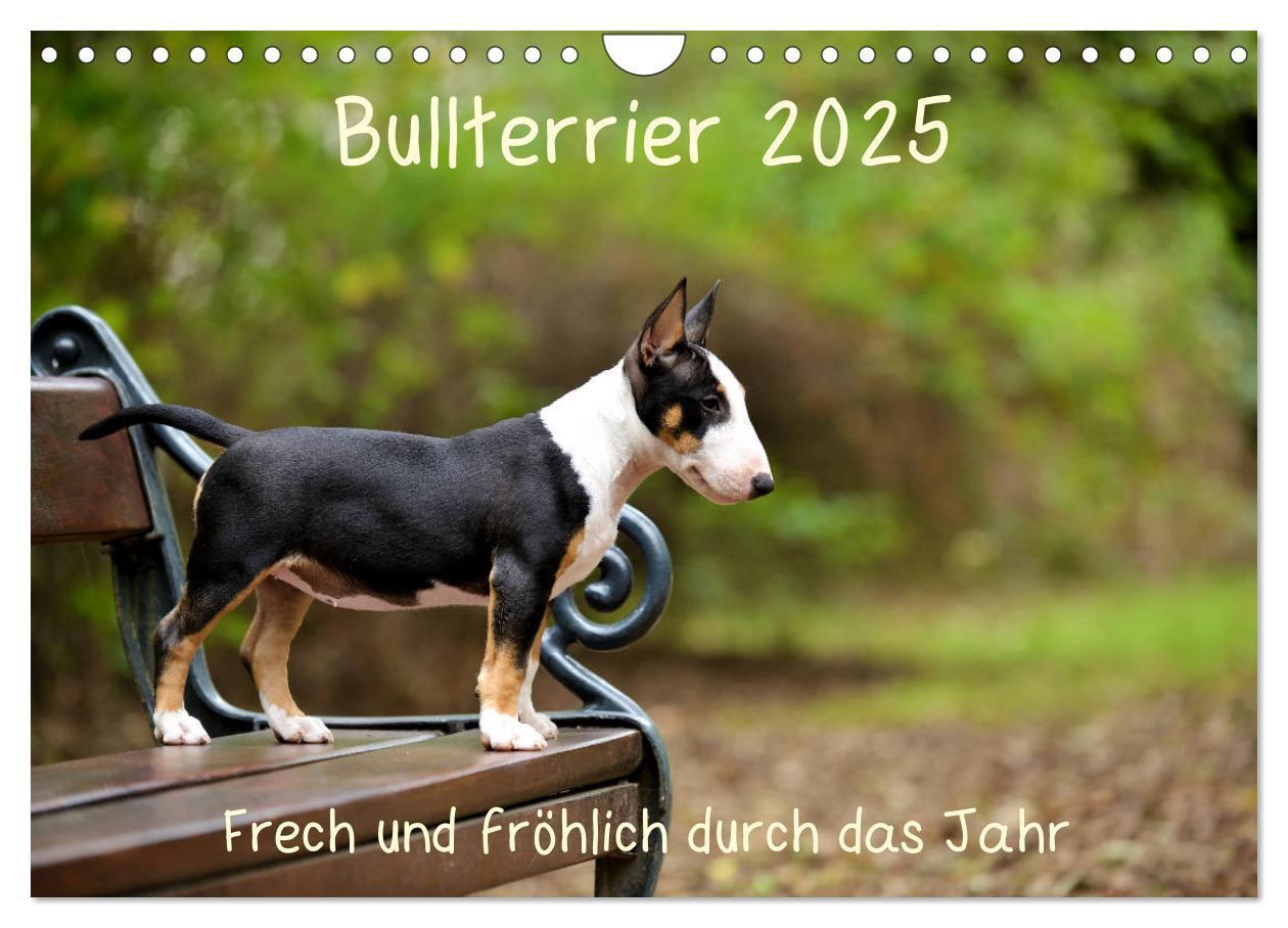 Cover: 9783435341559 | Bullterrier 2025 Frech und fröhlich durch das Jahr (Wandkalender...