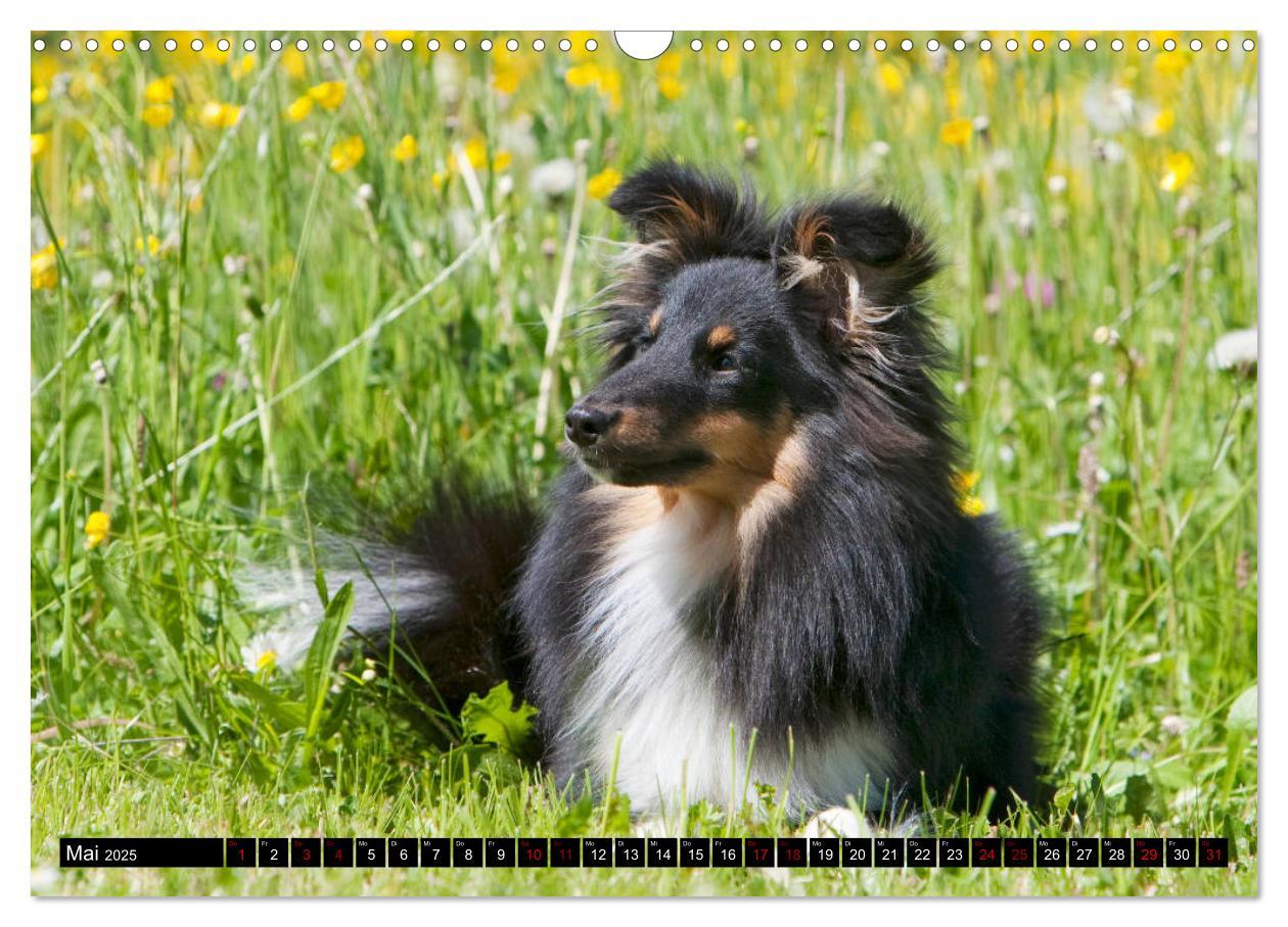 Bild: 9783435409686 | Shetland Sheepdogs - Kleine Charmeure (Wandkalender 2025 DIN A3...