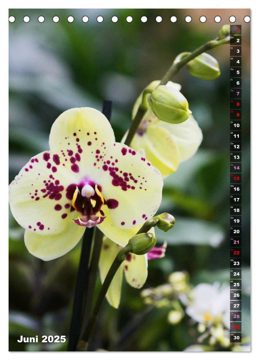 Bild: 9783435843077 | Phalaenopsis - Schöne Schmetterlingsorchideen (Tischkalender 2025...