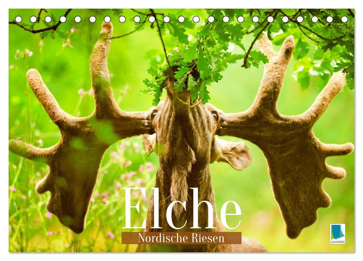 Cover: 9783457161302 | Elche: Nordische Riesen (Tischkalender 2025 DIN A5 quer), CALVENDO...