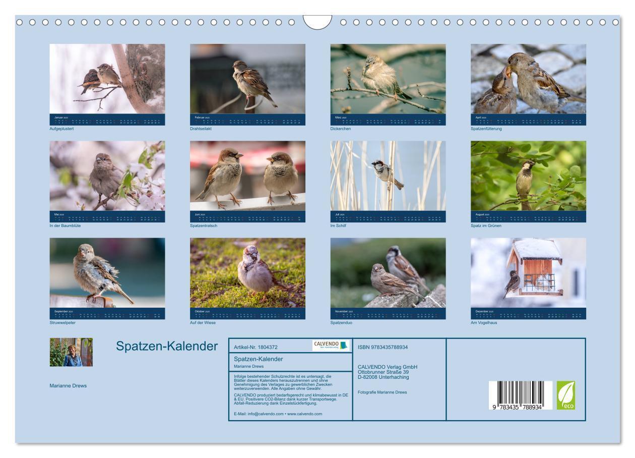 Bild: 9783435788934 | Spatzen-Kalender (Wandkalender 2025 DIN A3 quer), CALVENDO...