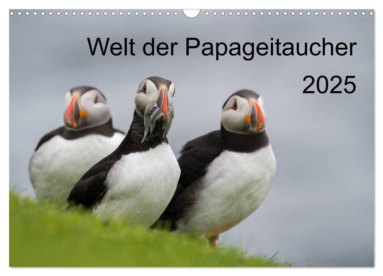 Cover: 9783435584512 | Welt der Papageitaucher (Wandkalender 2025 DIN A3 quer), CALVENDO...