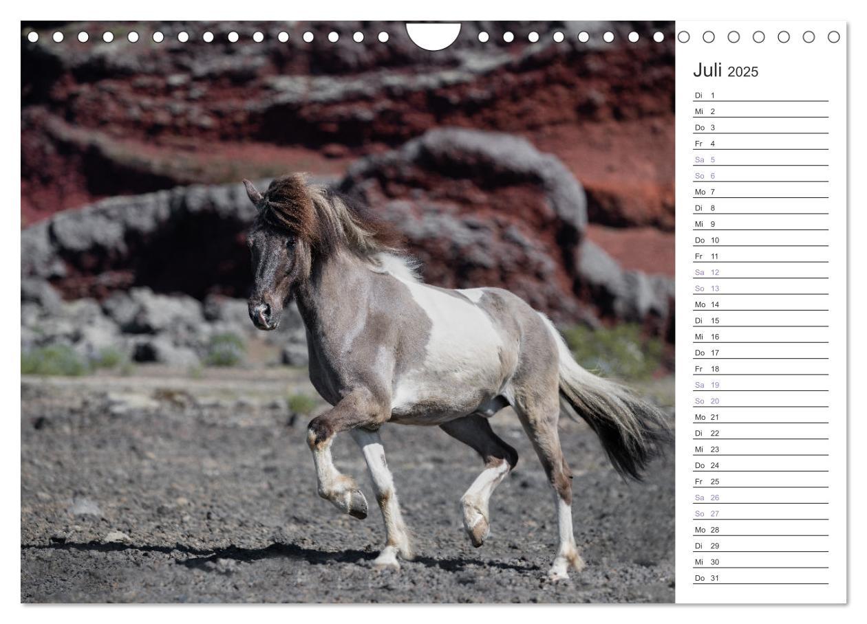 Bild: 9783383934476 | Islandpferde Kalender (Wandkalender 2025 DIN A4 quer), CALVENDO...